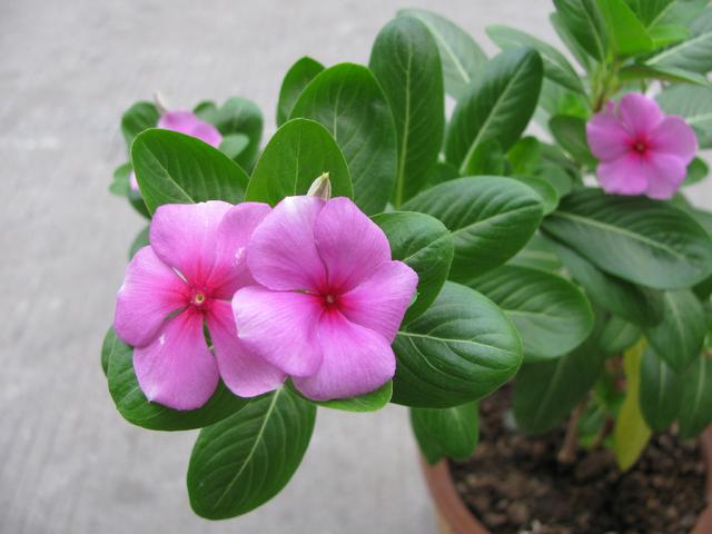 长春花打顶和摘心方法