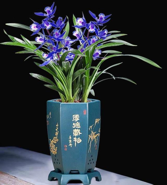 醉玲珑兰花突然火了，人称最美兰花，开花后兰香浓郁，高雅又大气