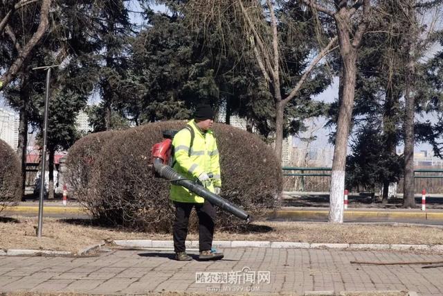 哈市园林春整深入推进，已修剪树木19万株，清理绿地356万平方米