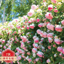月季花是否有毒？