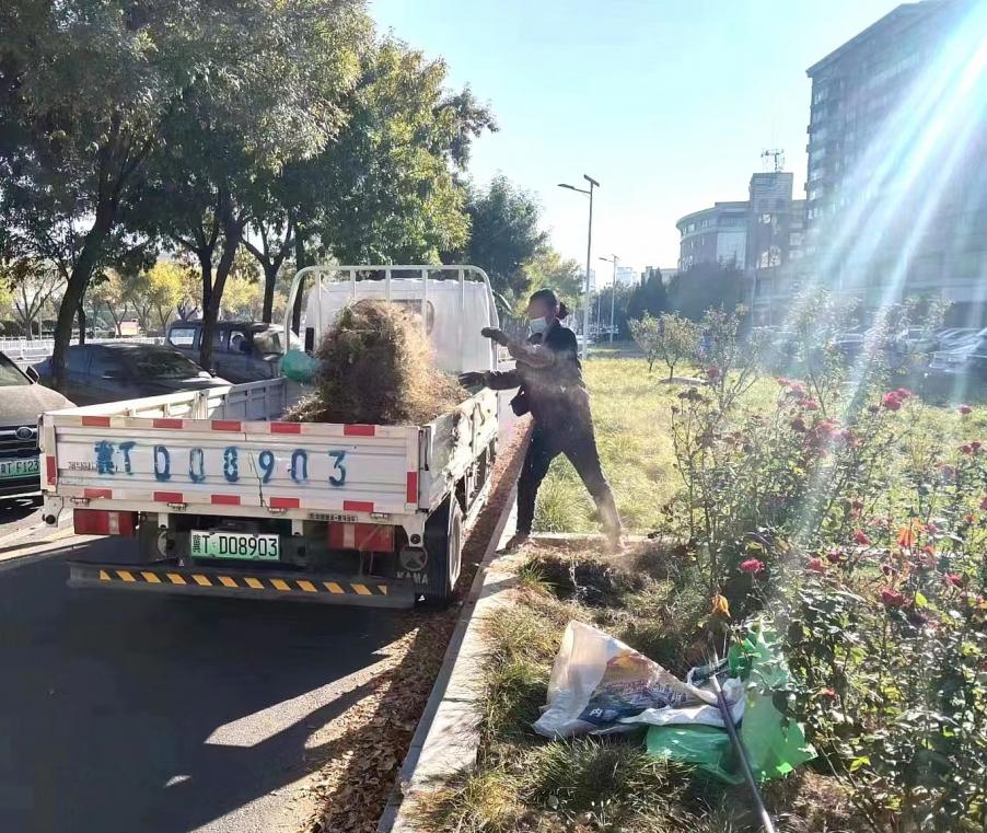 衡水市园林中心：下足“绣花功夫” 让绿化带“靓”起来