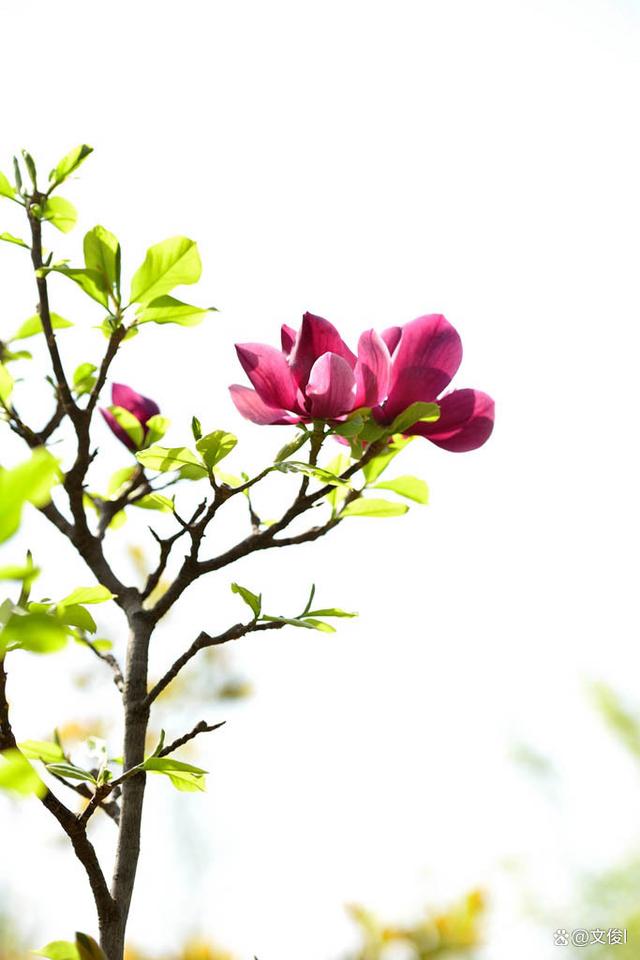 春暖花开，到植物园赏花去
