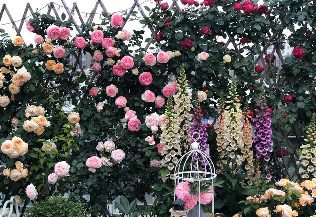 植物界的6种“花美人”，谁看了都喜欢，容易养“上瘾”