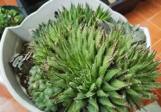 4种漂亮耐旱“盆栽”，很好养不费力，出门一个月不管，照样完美