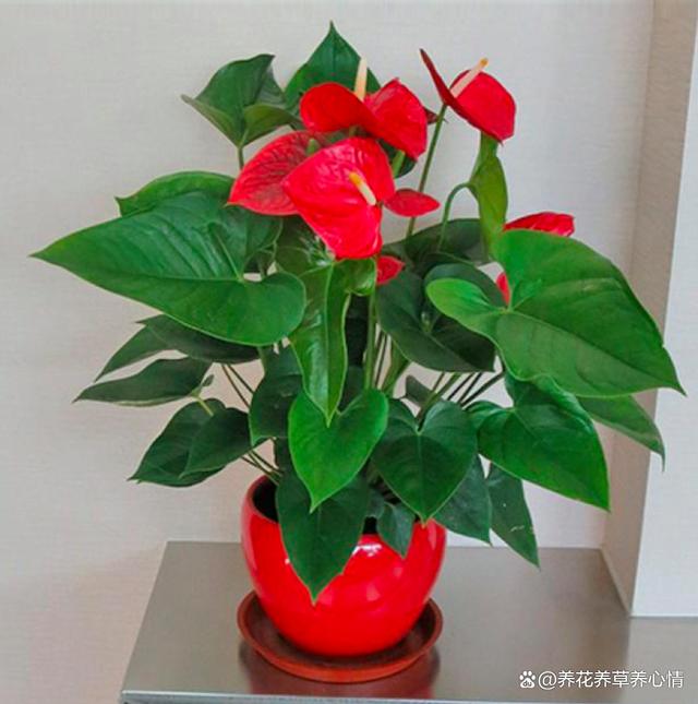 养花8年，发现4种花，真是“买花一时爽，七天花火葬场”