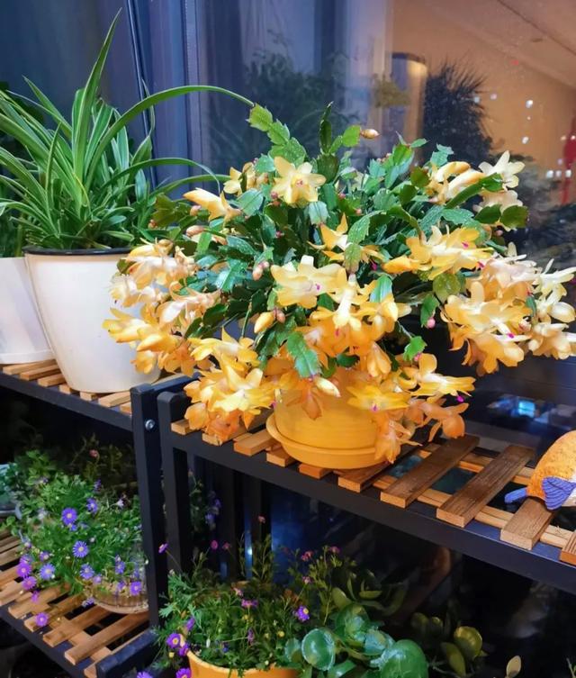 养这5种花“狠狠虐”，个个喜欢住小盆，花盆越大越不开花！
