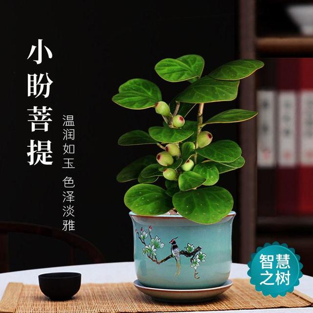 最有“佛缘”的植物，栽种在家中有着极好的兆头，更能修身养性