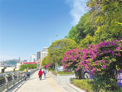 南区路景观绿化提档升级 城市颜值不断刷新