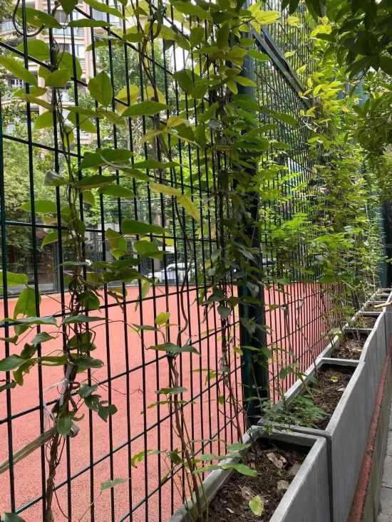上海公园城市建设中的立体绿化，你知道哪些？