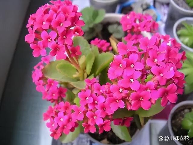 容易繁殖的6种花，摘片叶子插土里，生根快当年有花赏