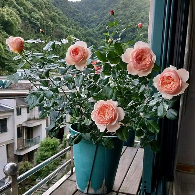 归纳了养花的10条养殖技巧，对栽培花卉有很大的帮助，在家轻松养