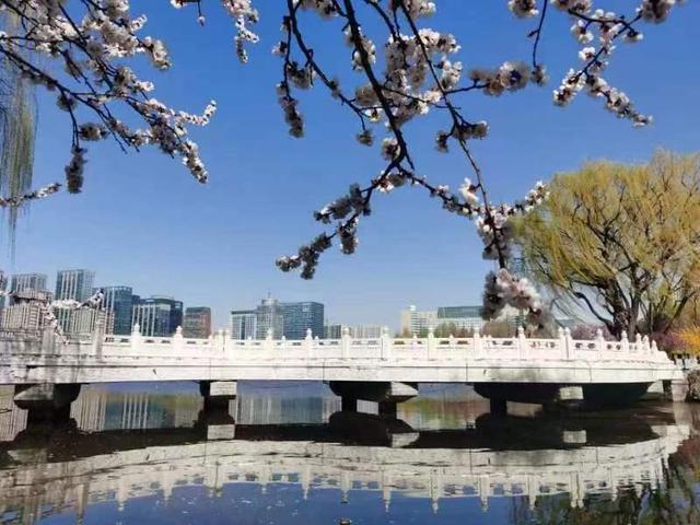临沂市五洲湖公园绿化景观再提升，这个春天美成这样