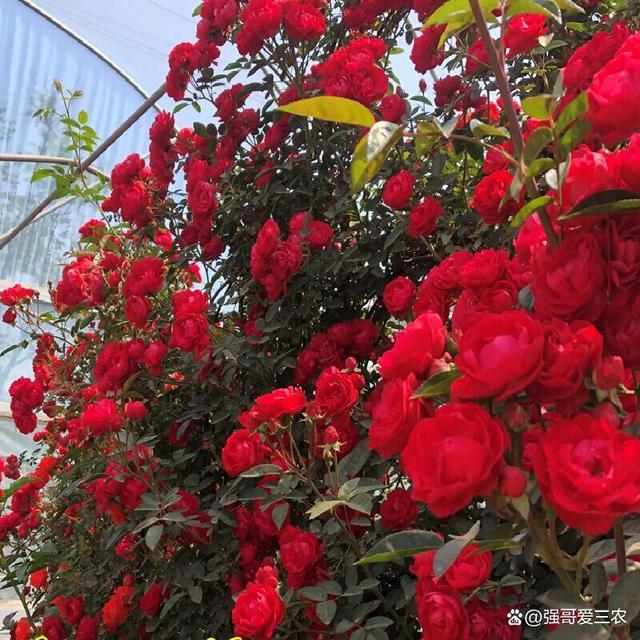 淘汰月季吧！阳台养这种花卉，香气浓，花开艳丽，比绿萝好养