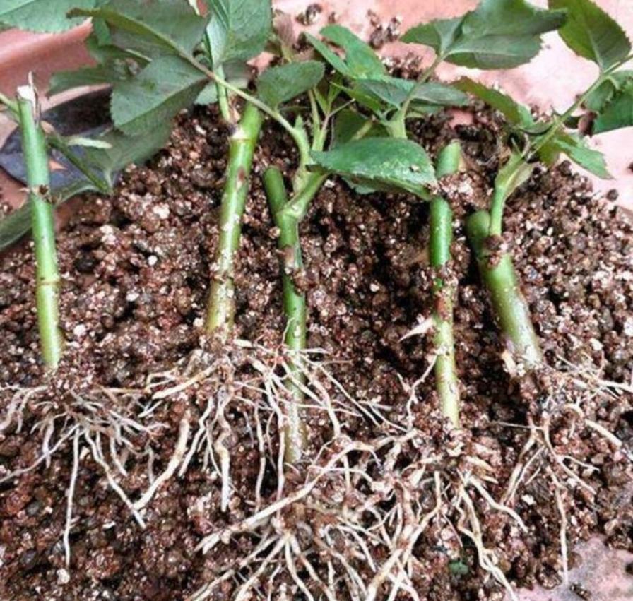 3种漂亮花，10月正适合扦插，容易生根，成活率高