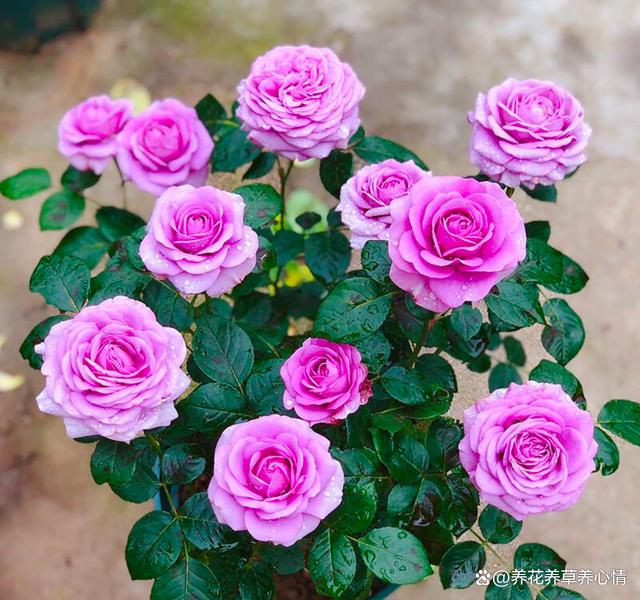 10月后养花，首选4种“爆花王”，四季轮番开，全年是花海