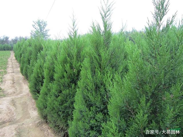 塔柏是常绿还是落叶？