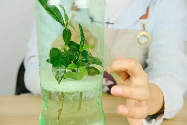 养花技巧有很多，记住这5个方面的技巧，小白都能养好花
