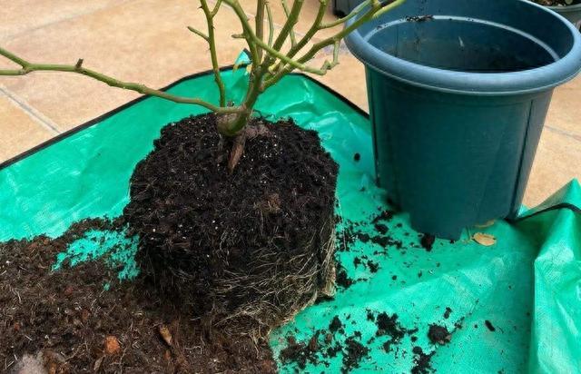 秋天养花，“5种花”抓紧换盆，长得更快更繁茂，开花多10倍