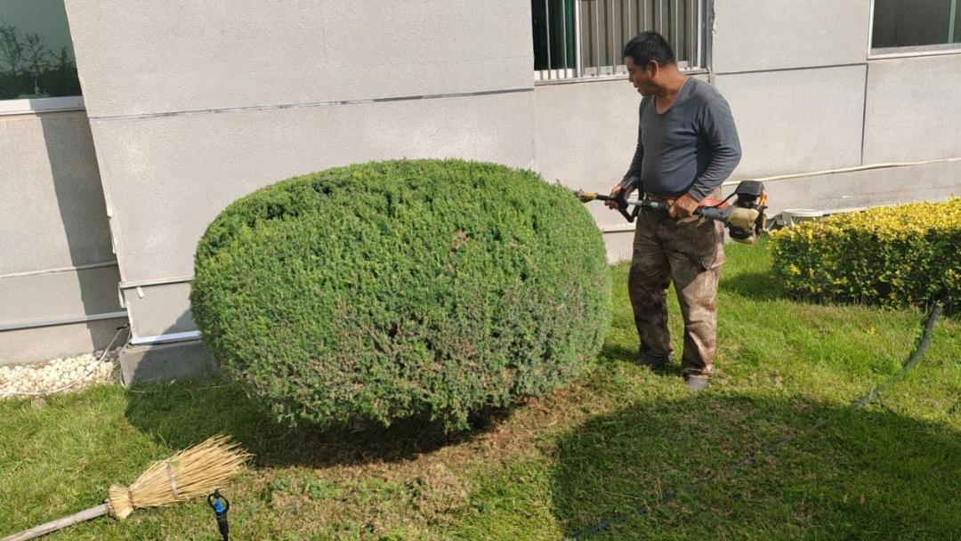 鄂托克前旗：秋季“梳妆”好时节 绿化提升不停歇
