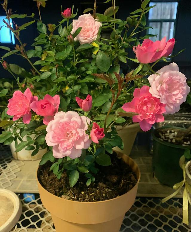10月份，赶快给这5种花“剪个头”，再不修剪就来不及了