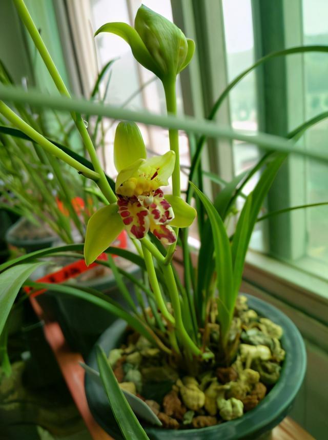 家里阳台养盆“高档”盆栽，花朵似玉狮，高雅又大气
