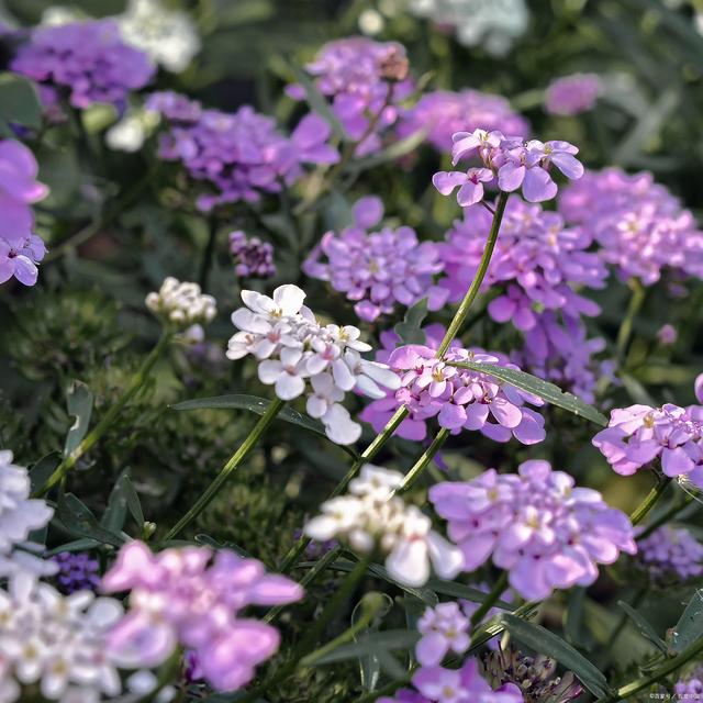 家里光线不好？6种耐阴花，生长茂盛绿油油