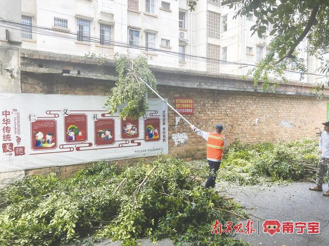 为树木“理发”，如何兼顾安全与美观？相关部门进行解答