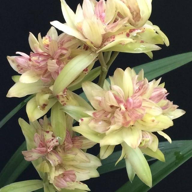 这种兰花形状奇特，香味还十分浓郁，关键一年还能开3次花