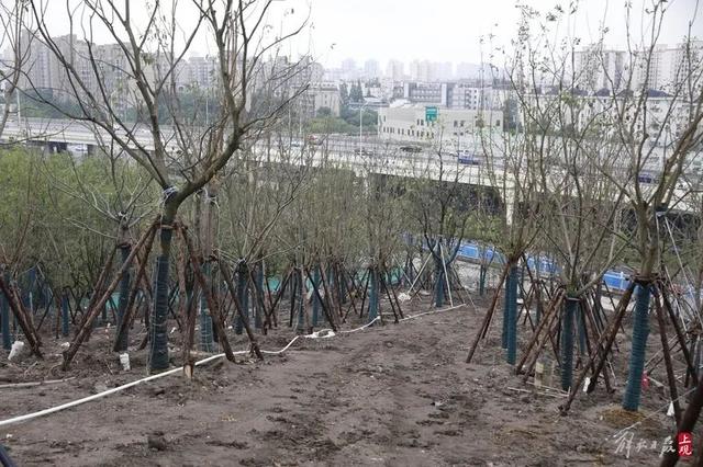 为了爬山，上海人在市中心造了一座山！最新照片：绿化面积已超六成，将来爬山感受不输真实山林→