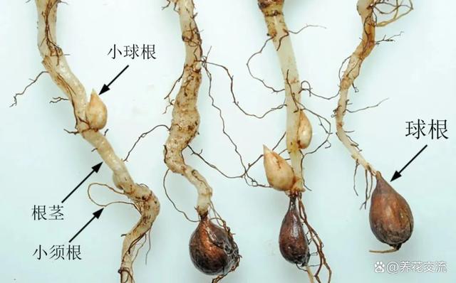 秋植酢浆草养护指南