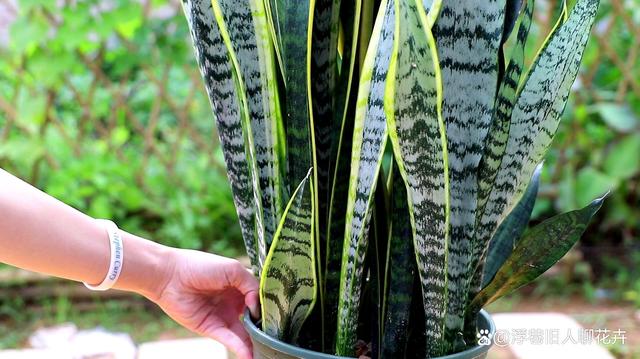 虎皮兰进入生长旺季，“3不多”要牢记，植株长势旺