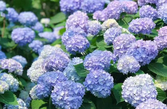 养绣球就是为了赏花，这些绣球具备一个“新能力”，它们开花三季