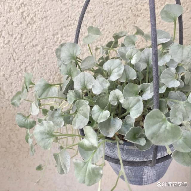 7种有高级灰质感的银叶植物，可不一定适合你
