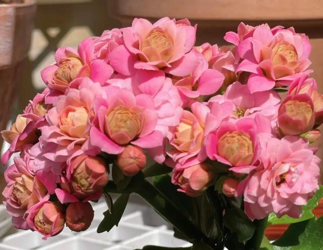 养这5种花“狠狠虐”，个个喜欢住小盆，花盆越大越不开花！