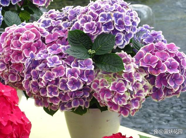 绣球花花苞发黑了怎么回事？四五月份绣球花管理做5要点