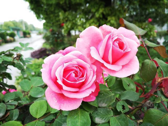 进入7月，月季度夏有“4怕”，小心叶黄、不开花，越养越烦