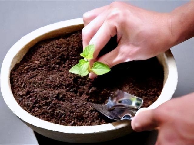 6、7月里，可以“扦插”这4种植物，天气越热，生根越快