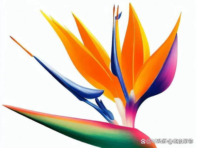 天堂鸟花，让你的家变成天堂