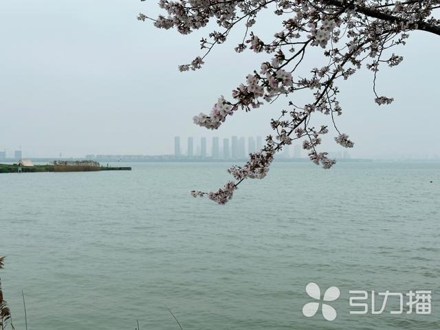苏州每年安排4000万元造林绿化