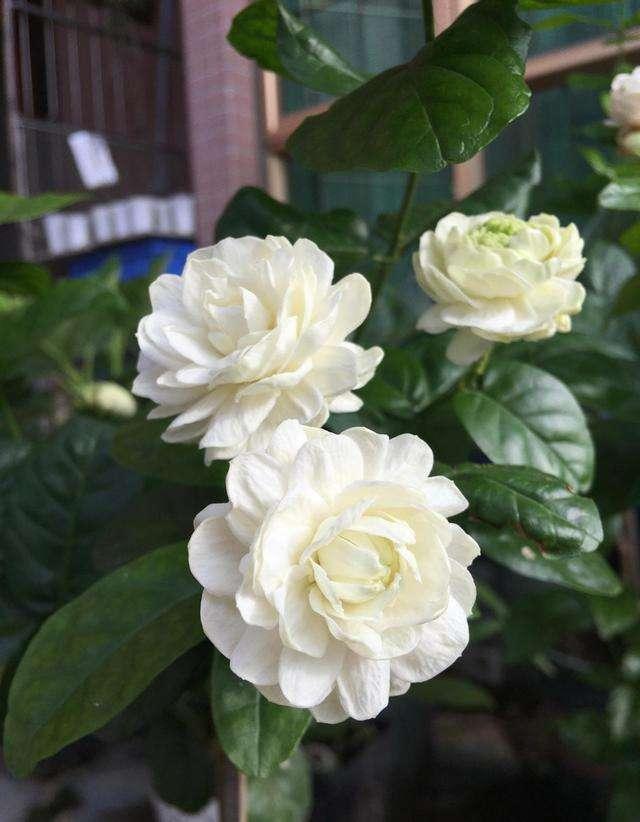 此花颜值出众，芬芳馥郁，花期长，可盆栽，养花首选