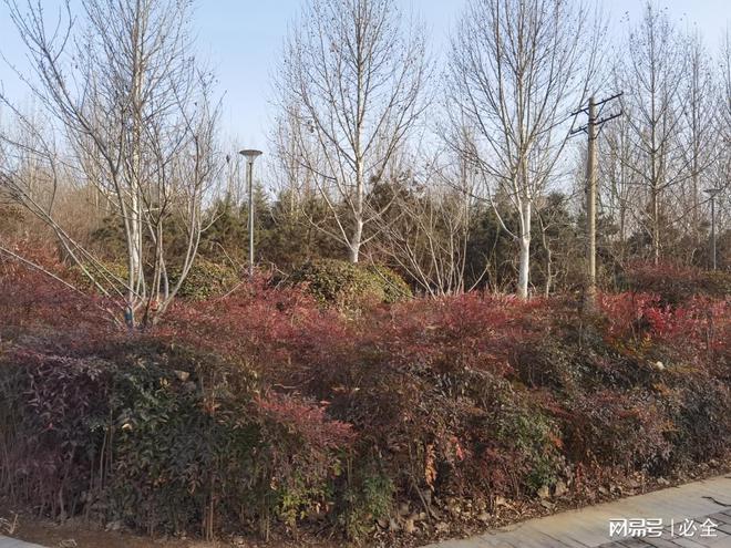 苗木花卉品种在城市道路绿化带中的应用配置