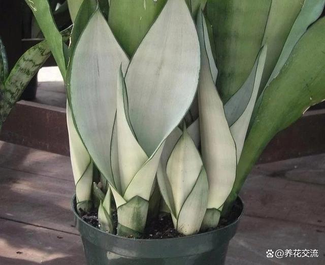 7种有高级灰质感的银叶植物，可不一定适合你