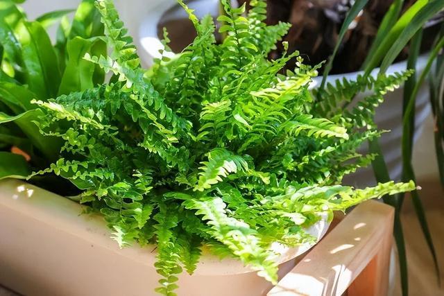 家里种什么植物好？这7种“高端”绿植，看着舒心又好养