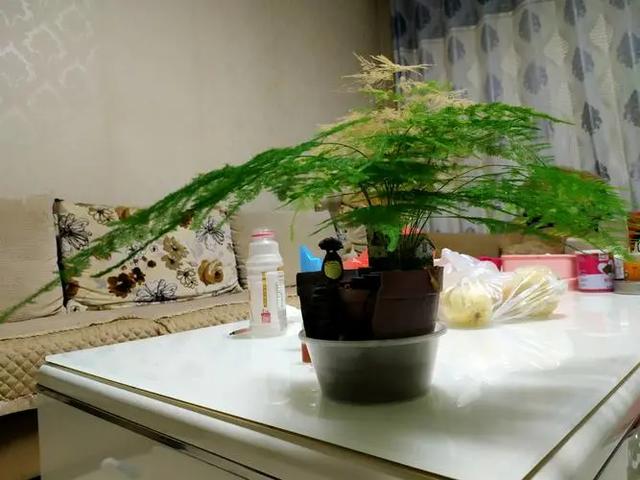 不是所有的花卉都喜欢沙土，有些花卉用沙土栽培，反而适得其反