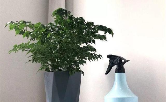32种花养护大全，新手也能学的会，一年花开好几茬！