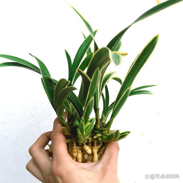 矮种兰花帝王妃的养护秘诀，让你也能成为养花达人！