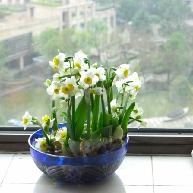 5种花难复花，别再期待了，都是些“一次性花”，介意就不要养