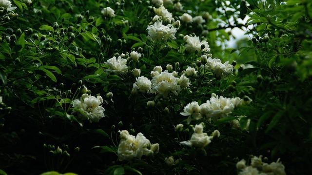 喜欢花吗？想在家里养花吗？建议种植这一种