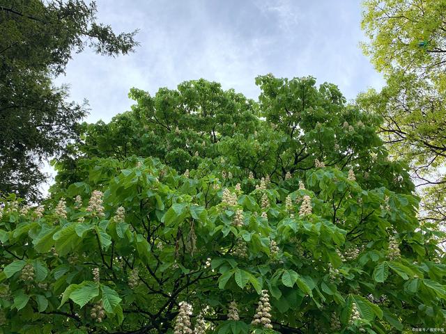楸树植物：优美景观与药用价值并存