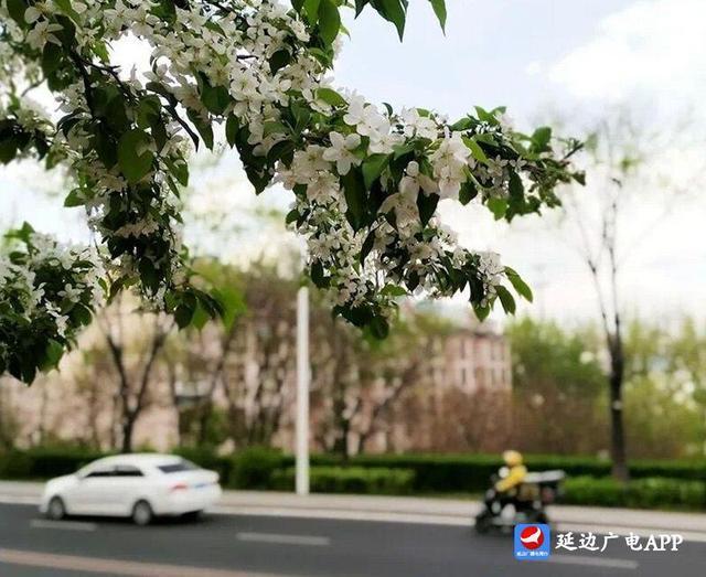 只争朝夕 持续发力 “绿美延吉”行动让夏日更清凉